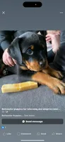 Rosie, a female Rottweiler for sale in Allentown, PA – 2 of 2