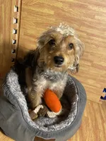 Charles ( chucky ) , a male Yorkipoo for sale in Allentown, PA – 3 of 3