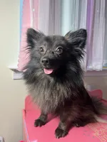 Cocoa, a male Pomeranian for sale in Allentown, PA – 2 of 5