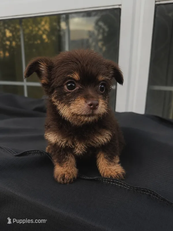 Benji – Yorkshire Terrier puppy for sale in Allentown, PA