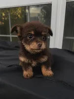 Benji, a male Yorkshire Terrier for sale in Allentown, PA – 1 of 2