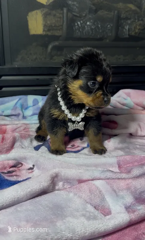 Sage  – Rottweiler puppy for sale in Allentown, PA