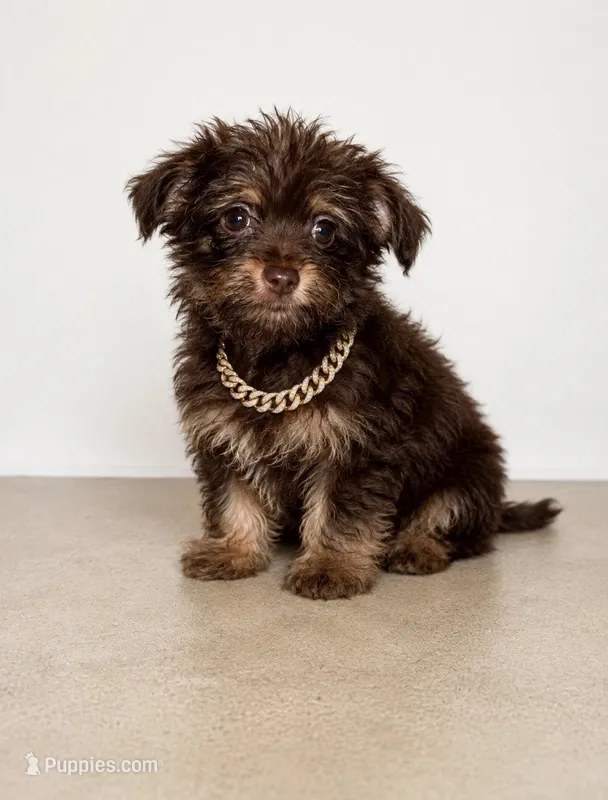 Benji – Yorkshire Terrier puppy for sale in Allentown, PA