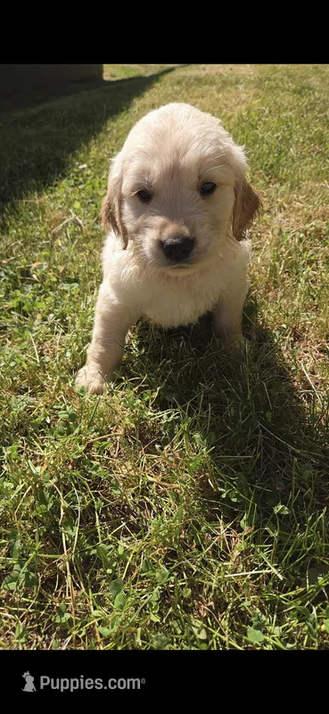 Hijinx – Golden Retriever puppy for sale in Hustonville, KY