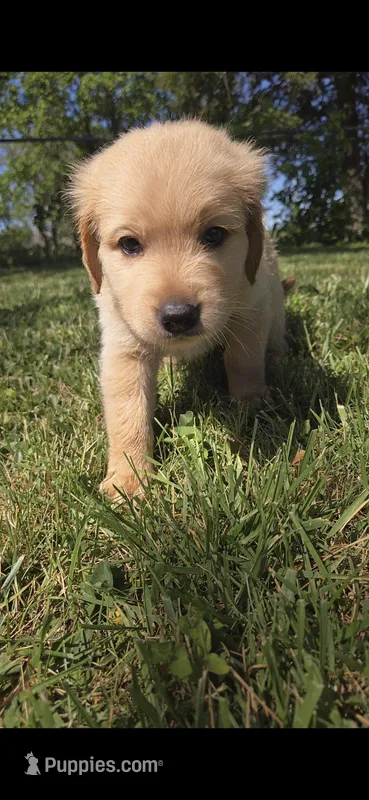 Doc Hollyday – Golden Retriever puppy for sale in Hustonville, KY