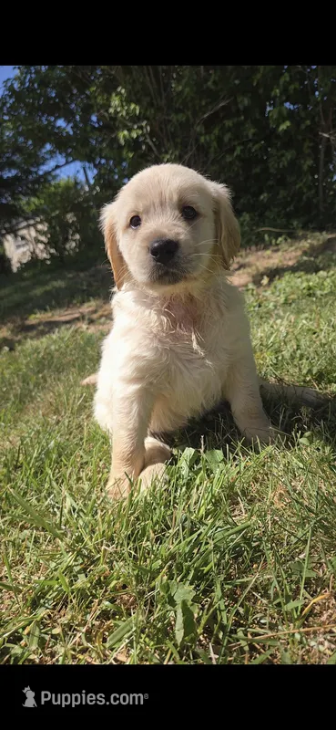 Annie – Golden Retriever puppy for sale in Hustonville, KY
