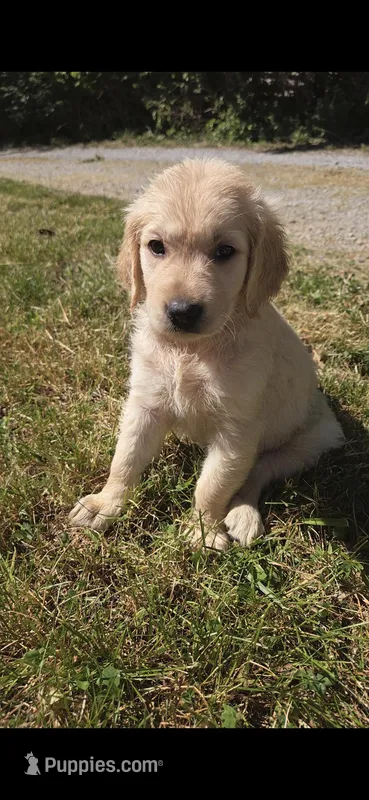 Patsy – Golden Retriever puppy on hold in Hustonville, KY