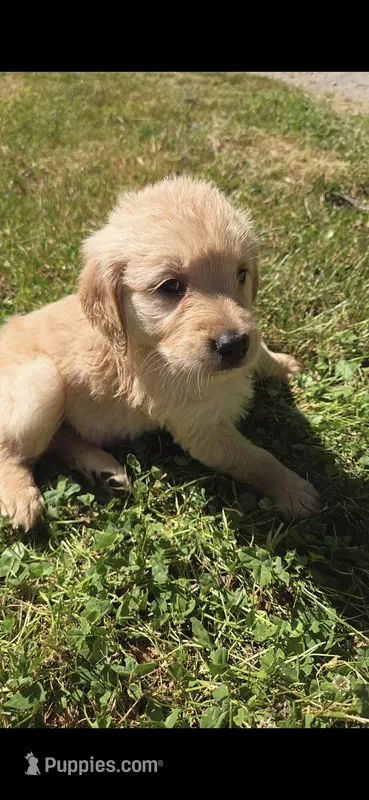 Scarlett – Golden Retriever puppy for sale in Hustonville, KY