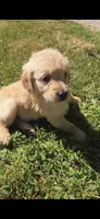 Scarlett, a female Golden Retriever for sale in Hustonville, KY – Photo 1 of 4