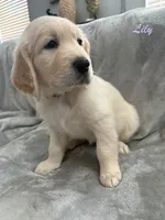 Lily, a female Golden Retriever for sale in Spring, TX – 3 of 9
