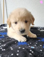 Daisy, a female Golden Retriever for sale in Spring, TX – Photo 5 of 7