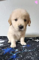 Daisy, a female Golden Retriever for sale in Spring, TX – Photo 1 of 7