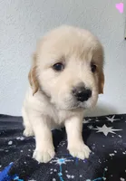 Daisy, a female Golden Retriever for sale in Spring, TX – Photo 4 of 7