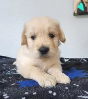 Lucky , a male Golden Retriever for sale in Spring, TX – Photo 4 of 7