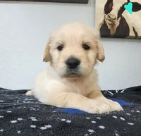 Lucky , a male Golden Retriever for sale in Spring, TX – Photo 2 of 7