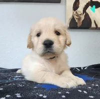 Lucky , a male Golden Retriever for sale in Spring, TX – Photo 1 of 7