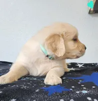 Lucky , a male Golden Retriever for sale in Spring, TX – Photo 5 of 7