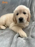 Goldy, a female Golden Retriever for sale in Spring, TX – 5 of 7