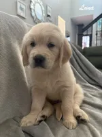 Luna, a female Golden Retriever for sale in Spring, TX – 4 of 6