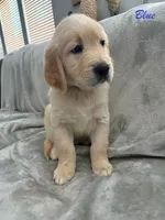 Blue, a male Golden Retriever for sale in Spring, TX – 2 of 9