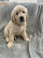 Goldy, a female Golden Retriever for sale in Spring, TX – 3 of 7