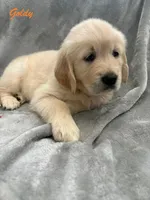 Goldy, a female Golden Retriever for sale in Spring, TX – 2 of 7