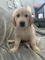 Pinky , a female Golden Retriever for sale in Spring, TX – 4 of 6