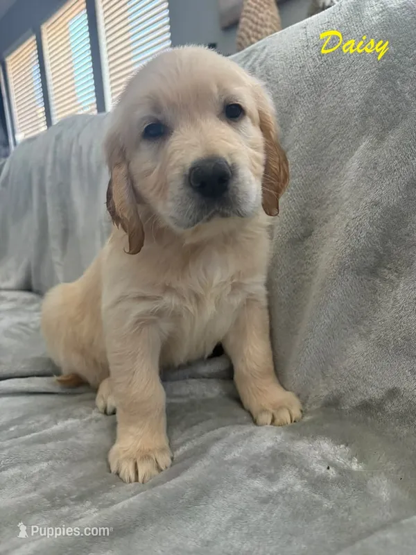 Daisy  – Golden Retriever puppy for sale in Spring, TX