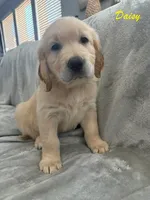 Daisy , a female Golden Retriever for sale in Spring, TX – 1 of 3