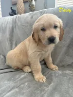 Daisy , a female Golden Retriever for sale in Spring, TX – 3 of 3