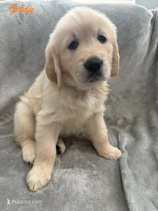 Goldy – Golden Retriever puppy for sale in Spring, TX