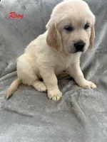 Rosy, a female Golden Retriever for sale in Spring, TX – 2 of 5