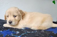 Max, a male Golden Retriever for sale in Spring, TX – Photo 2 of 8