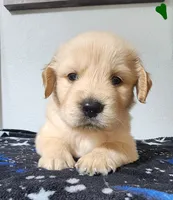 Max, a male Golden Retriever for sale in Spring, TX – Photo 6 of 8