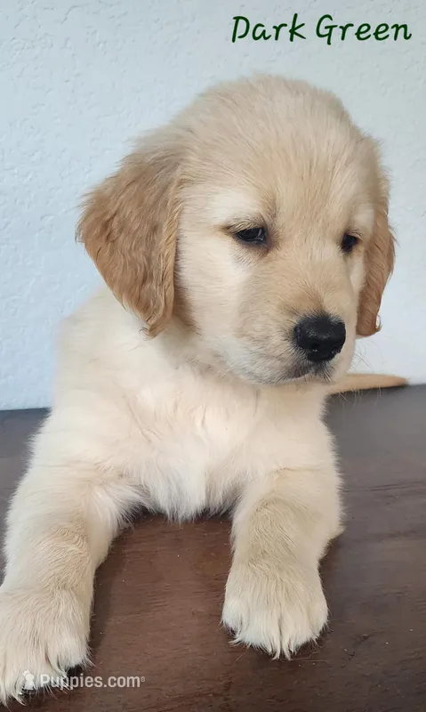 Max – Golden Retriever puppy for sale in Spring, TX