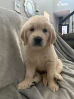 Luna, a female Golden Retriever for sale in Spring, TX – 3 of 6