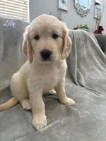 Lily, a female Golden Retriever for sale in Spring, TX – 9 of 9