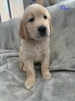 Blue, a male Golden Retriever for sale in Spring, TX – 3 of 9
