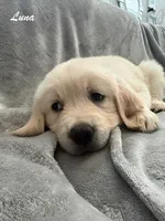 Luna, a female Golden Retriever for sale in Spring, TX – 6 of 6