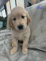 Blue, a male Golden Retriever for sale in Spring, TX – 7 of 9