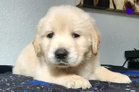 Luna, a female Golden Retriever for sale in Spring, TX – Photo 3 of 9