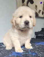 Luna, a female Golden Retriever for sale in Spring, TX – Photo 2 of 9