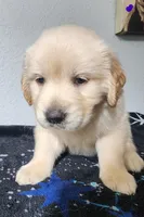 Luna, a female Golden Retriever for sale in Spring, TX – Photo 5 of 9