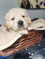 Luna, a female Golden Retriever for sale in Spring, TX – Photo 7 of 9