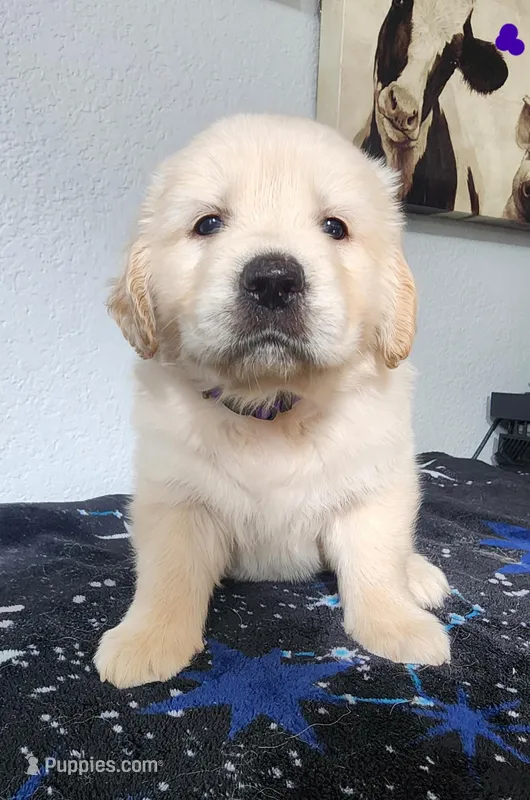 Luna, a female Golden Retriever for sale in Spring, TX – Photo 1 of 9