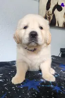 Luna, a female Golden Retriever for sale in Spring, TX – Photo 1 of 9