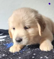 Luna, a female Golden Retriever for sale in Spring, TX – Photo 4 of 9