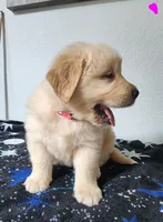 Goldy, a female Golden Retriever for sale in Spring, TX – Photo 6 of 9