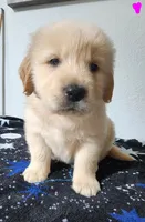 Goldy, a female Golden Retriever for sale in Spring, TX – Photo 3 of 9