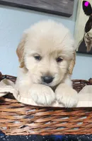 Goldy, a female Golden Retriever for sale in Spring, TX – Photo 4 of 9